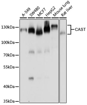 CAST Antibody