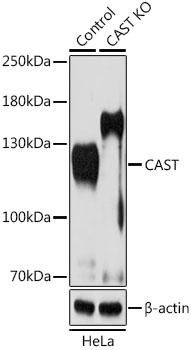 CAST Antibody