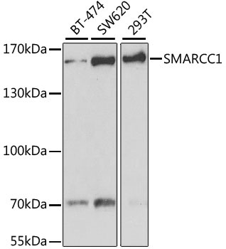 SMARCC1 Antibody