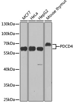 PDCD4 Antibody