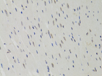 LMNB1 Antibody