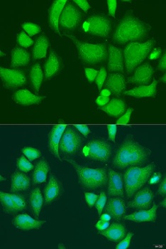 CAPN2 Antibody