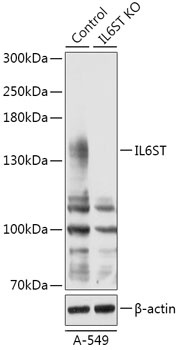 IL6ST Antibody