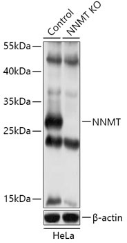NNMT Antibody
