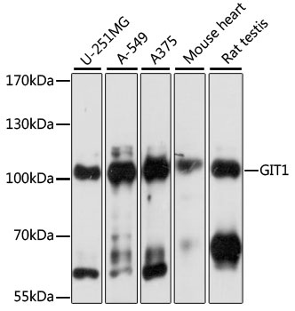 GIT1 Antibody