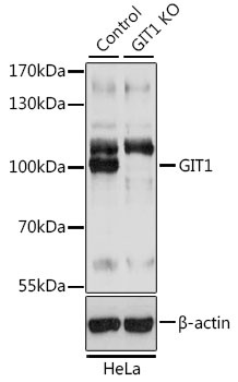 GIT1 Antibody