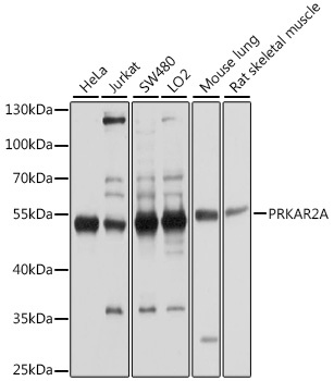 PRKAR2A Antibody