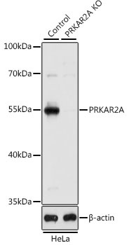 PRKAR2A Antibody