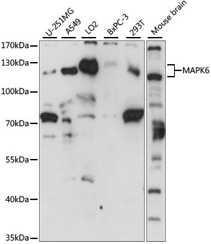 MAPK6 Antibody