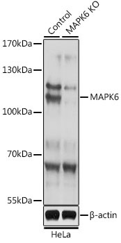 MAPK6 Antibody
