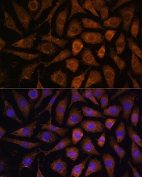 MAPK6 Antibody