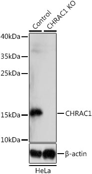 CHRAC1 Antibody