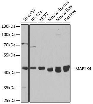 MAP2K4 Antibody