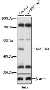 MAP2K4 Antibody