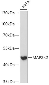 MAP2K2 Antibody