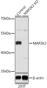 MAP2K2 Antibody