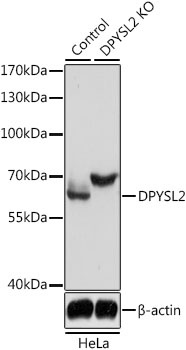 DPYSL2 Antibody