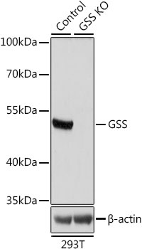 GSS Antibody