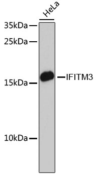IFITM3 Antibody