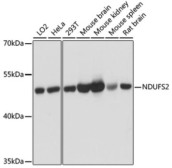 NDUFS2 Antibody