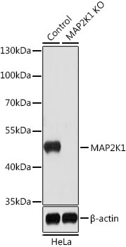 MAP2K1 Antibody