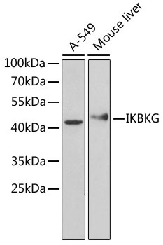 IKBKG Antibody