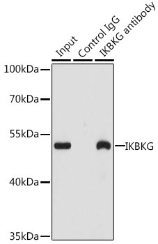 IKBKG Antibody
