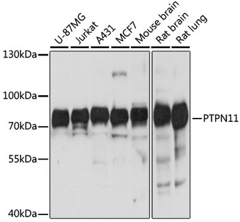 PTPN11 Antibody