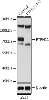 PTPN11 Antibody