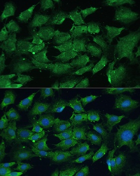 PTPN11 Antibody