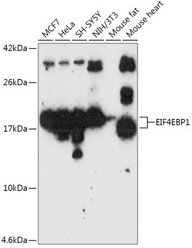 EIF4EBP1 Antibody