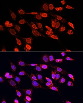 EIF4EBP1 Antibody