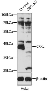 CRKL Antibody