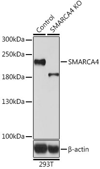 SMARCA4 Antibody