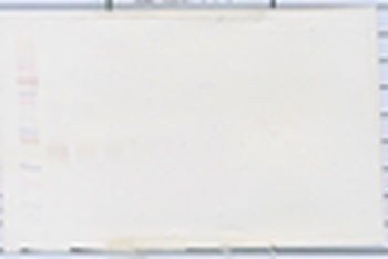 EPO Antibody (Biotin)