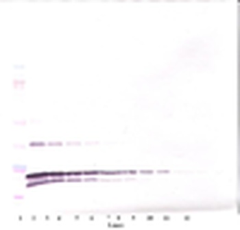 LTA Antibody (Biotin)
