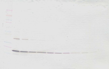 LTA Antibody (Biotin)