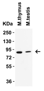 IFI16 Antibody