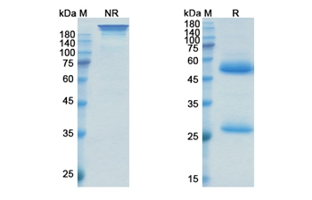 Oxelumab (TNFSF4/CD252) - Research Grade Biosimilar Antibody