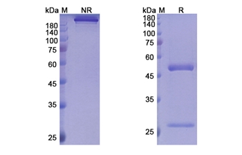 Palivizumab (RSV) - Research Grade Biosimilar Antibody