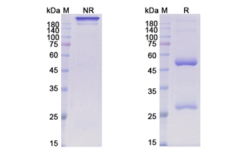 Patritumab (ERBB3) - Research Grade Biosimilar Antibody