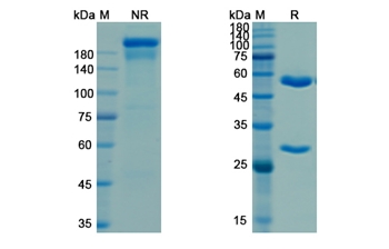 Porgaviximab (Zaire Ebola virus) - Research Grade Biosimilar Antibody