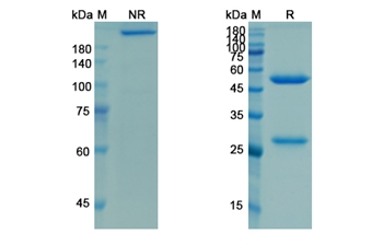 Racotumomab (Idiotope of -(N-glycolylneuraminic acid (NeuGc,NGNA) -gangliosides GM3) Mus musculus IgM-kappa monoclonal antibody P3) - Research Grade Biosimilar