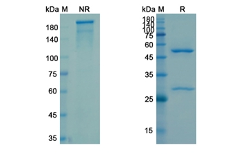 Raxibacumab (Anthrax protective antigen ) - Research Grade Biosimilar Antibody
