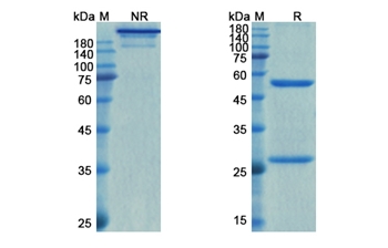 Relfovetmab (NGF/NGFB) - Research Grade Biosimilar Antibody