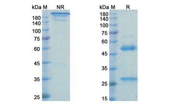 Rinucumab (PDGFRB/ PDGFR-1/CD140b) - Research Grade Biosimilar Antibody