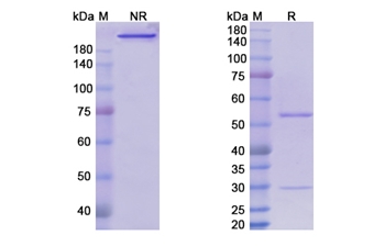 Setrusumab (SOST) - Research Grade Biosimilar Antibody
