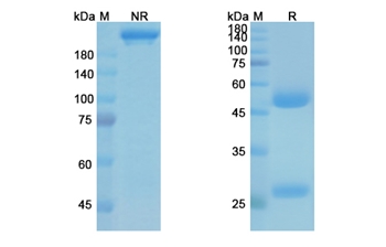 Suvizumab (HIV-1) - Research Grade Biosimilar Antibody