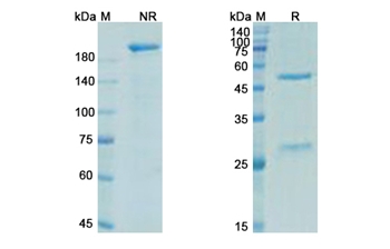 Trevogrumab (MSTN/GDF8) - Research Grade Biosimilar Antibody