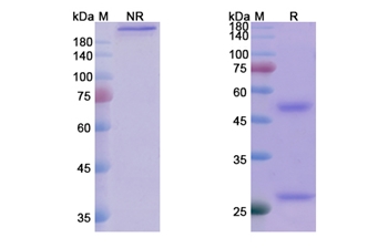 Tuvirumab (HBV) - Research Grade Biosimilar Antibody